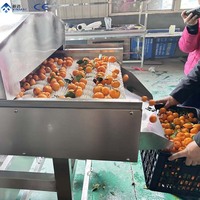 Avocado borstel borstelwasmachine parallelle borstelrol reinigingsmachine industriële automatische parallelle wasmachines