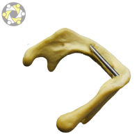 Modèle de pratique d'implant mandibule de modèle de dent de formation dentaire sans gencive