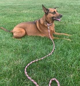 All'ingrosso prodotti per animali domestici intrecciati mani libere in esecuzione doppia spessa corda tattica Paracord guinzaglio cane - Product Image 2