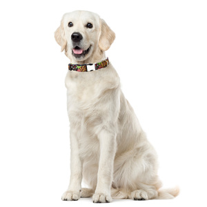 Collar personalizado de nailon con media hebilla de Metal para perros, placa con etiqueta de identificación grabada, Collar para mascotas pequeñas, medianas y grandes - Product Image 4