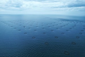 Jaula para Peces de HDPE de Nivel Básico con Estructura Estable y Perímetro de 30 m, Evita la Escape de Peces - Product Image 4