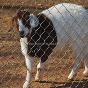 Clôture en mailles de PVC pour enclos de <span class=keywords><strong>zoo</strong></span>, animaux, moutons, chevaux, poulets, ferme, bétail, empêchant les animaux de s'échapper - Product Image 5