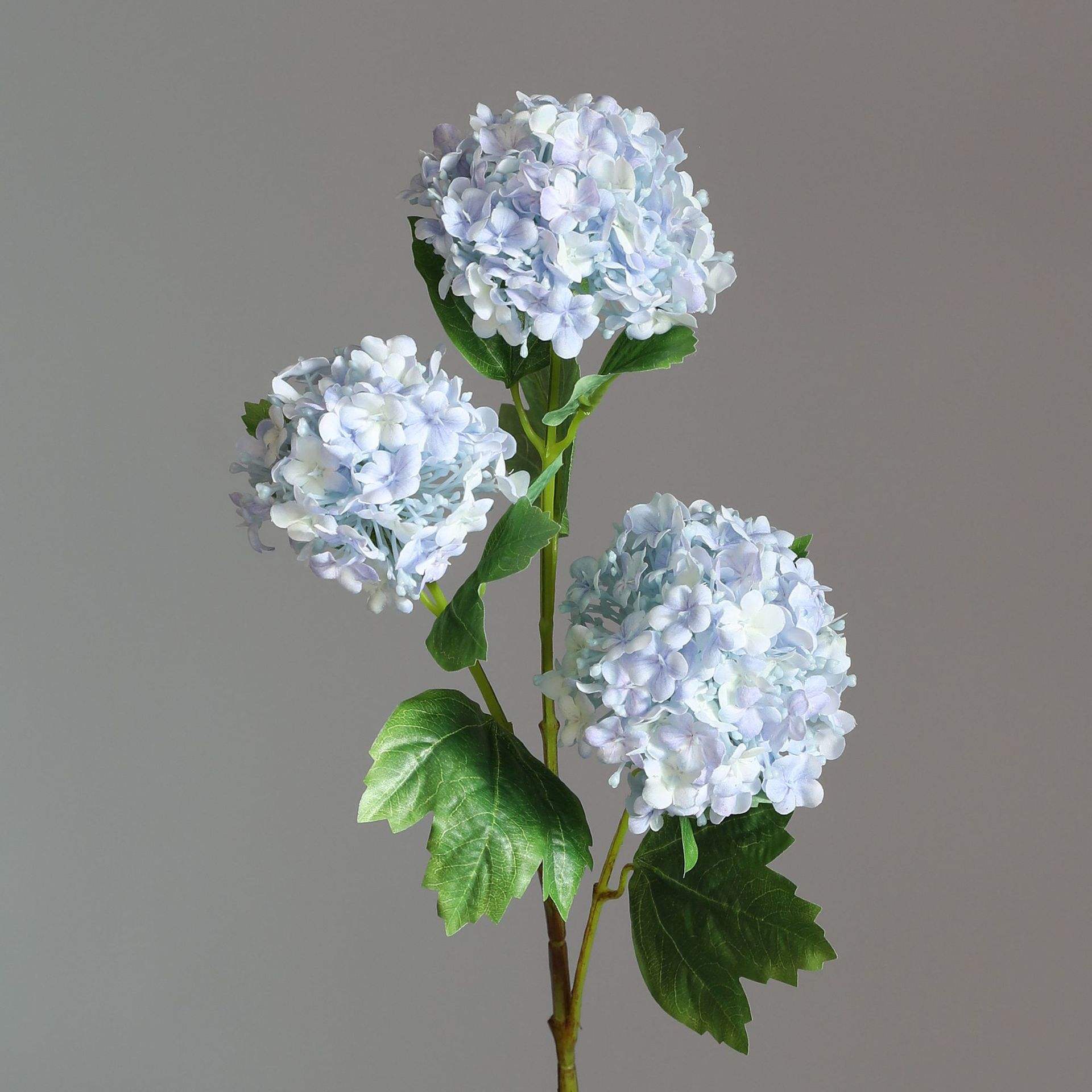 กล้วยไม้ชนิดใหม่