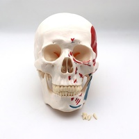 Modelo de cráneo 1:1 con puntos de origen e inserción muscular, marcadores numerados y dientes humanos simulados desmontables