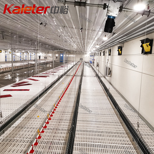 Sistema alimentador de existencias para padres de pollos de engorde, criador automático de gallinas, equipo agrícola, línea de alimentación de cadena de pollo - Product Image 3