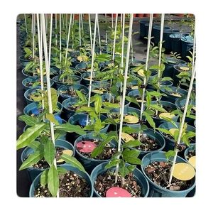 Estacas de jardín Palos de plantas resistentes Soporte Estacas de tomate para vegetales - Product Image 2