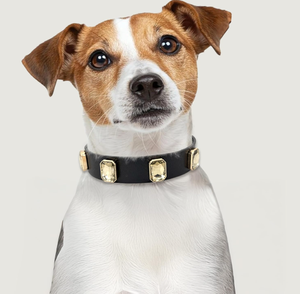 Collare <span class=keywords><strong>per</strong></span> <span class=keywords><strong>Cani</strong></span> Fatto a Mano <span class=keywords><strong>in</strong></span> Pelle Vegana Nera con Cristalli, Collare Regolabile <span class=keywords><strong>in</strong></span> Pelle con Fibbia <span class=keywords><strong>in</strong></span> Lega, Collare Classico <span class=keywords><strong>per</strong></span> Animali Domestici - Product Image 3