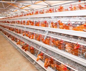 120 tavuk yetiştiriciliği tavuk tabakası kafes galvanizli pil döşeme tavuk tabakası yumurta tavuk kafesi - Product Image 6