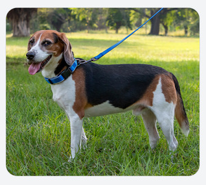 Produk baru Neoprene bantalan nilon reflektif hewan peliharaan kerah anjing logam d-ring disesuaikan pelatihan mewah warna-warni - Product Image 2