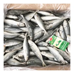 China Origin Trachurus Trachurus Fish Frozen Horse Mackerel with Fast Shipment