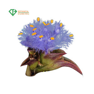 Ecdysteroneエキスでベータecdysone cyanotis arachnoidea c.b.· クラーク粉末turkesterone - Product Image 2