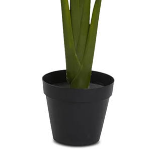 Verdure <span class=keywords><strong>exotique</strong></span> à grandes feuilles: <span class=keywords><strong>plante</strong></span> <span class=keywords><strong>d</strong></span>'<span class=keywords><strong>intérieur</strong></span> de qualité supérieure en pot noir - Product Image 5