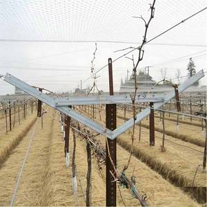 Sistemas de Enrejado para Viñas, Soporte para Uvas de Mesa, Enrejado Abierto Tipo Gable, Poste para Viñedo - Product Image 1