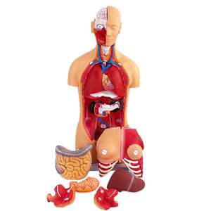 Modello Anatomico di Torso Umano con Organi Staccabili, Avanzato in PVC, 85cm, Durevole per Dimostrazioni Anatomiche nelle Scuole di Medicina - Product Image 5