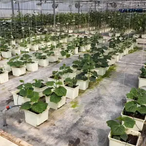 塑料种植盆荷兰番茄桶系统温室