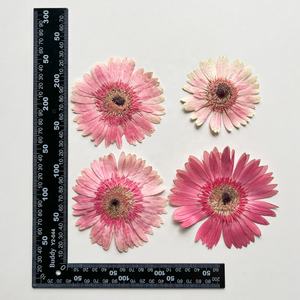 Venta al por mayor DIY material seco africano Margarita flor prensada Barberton Margarita para Nail Art resina joyería postal vela decoración - Product Image 2