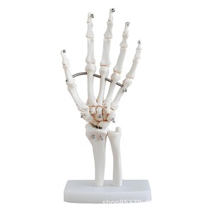 Modèle d'articulation de la main naturelle BQXC114, modèle pédagogique d'articulation de la main humaine, modèle d'articulation de la main naturelle - Product Image 1