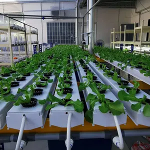 Greenhouse Agricultural Hydroponics System Farm Hydroponics Grow Nft Channel