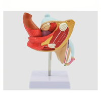 Modelo de Educación de Salud Sexual Simulador de anatomía médica Ayuda de entrenamiento de genitales para enfermeras Modelo de Sistema Reproductivo Humano
