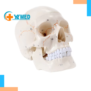 Mô Hình Hộp Sọ 3 Phần Kích Thước Cuộc Sống Với Bộ Răng Đầy Đủ Hộp Sọ Có Thể Tháo Rời Và Sản Phẩm Chi Tiết Có Khớp Nối - Product Image 1