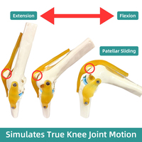 Modelo de articulación de rodilla funcional, modelo anatómico que incluye ligamento y menisco, esqueleto funcional, modelo de ciencia médica