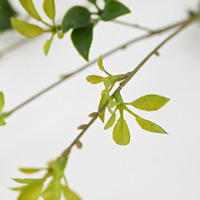 Feuilles de thé Pu'er luxuriantes, branches de plantes artificielles, verdure pour l'intérieur, la maison, la véranda, l'hôtel, arrangement floral, décoration commerciale