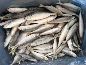 P1132 arazi dondurulmuş Scad balık küçük boy üretici balık 140-160 adet dondurulmuş Scad 50-60g - Product Image 4