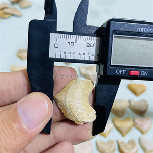 Fossile de dent de requin Squalicorax naturel du Maroc de 2-3 cm pour cadeau, fabrication de bijoux, pendentif, collection - Product Image 6