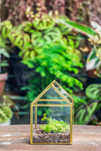 2023 nouveau Vintage maison forme cuivre <span class=keywords><strong>coffre</strong></span> géométrique Terrarium acrylique Reptile incubateur pour la maison et le <span class=keywords><strong>jardin</strong></span> nettoyant inclus - Product Image 2