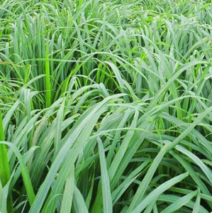 ซิโตรเนลลอลธรรมชาติ 90%+ (CT-102) วานอโรมา - Product Image 3