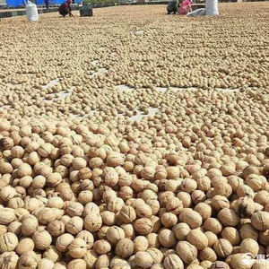 쉘 페이퍼 호두 점보 크기 호두에있는 호두 - Product Image 2