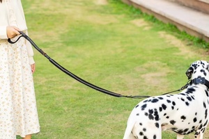 Cuerda para caminar de entrenamiento de escalada personalizada, hebilla de liberación rápida, Clip de rana multifuncional, correas para mascotas, correa elástica fuerte para exteriores para perros - Product Image 2