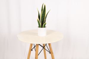 Plantas artificiales pequeño árbol hogar jardín decoración bonsái Faux Dracaena serpiente planta eucalipto árbol con maceta - Product Image 5