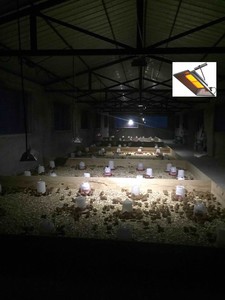 Беспламенный газовый Брудер для индейки THD2606 - Product Image 2