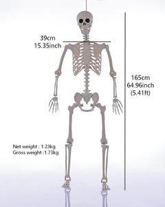 <span class=keywords><strong>Esqueleto</strong></span> <span class=keywords><strong>de</strong></span> Halloween <span class=keywords><strong>de</strong></span> 165 cm (5 pies) Personalizable, Huesos Humanos <span class=keywords><strong>de</strong></span> Plástico con Articulaciones Móviles para Casas Encantadas, Fiestas y Decoración <span class=keywords><strong>de</strong></span> Jardines - Product Image 1