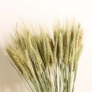 Vente flash : 50 <span class=keywords><strong>tiges</strong></span> de blé séché naturel - Décoration de table de mariage rustique, décoration de ferme, ornement de maison - Product Image 5