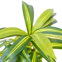 OH ARTS Plante artificielle en pot pour intérieur/extérieur, faux bonsaï d'extérieur, plante Dracaena, faux bonsaï en plastique