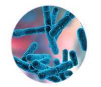 Soins de santé Bifidobacterium Bifidum Probiotiques 10-100 Milliards Bifidobacterium Bifidum Poudre