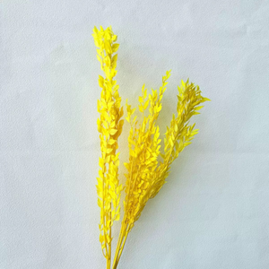 <span class=keywords><strong>Hojas</strong></span> de Ruscus Preservadas y Blanqueadas, Material para Decoración del Hogar, Manualidades, Arreglos Florales para Bodas/Fiestas - Product Image 4