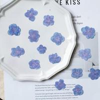 Bunga Hydrangea Kering Alami Berkelopak Ganda untuk DIY Casing Ponsel Epoxy dan Perlengkapan Pembuatan Perhiasan Resin