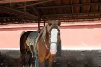 Estructura Prefabricada Moderna de Acero Galvanizado para Taller, Almacén, Granero, Establo, Diseño de Arena para Caballos, Estructura de Armadura y Correas