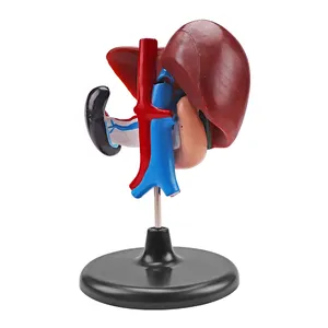 Menselijk organen anatomisch model medische onderwijs lever en duodenum, alvleesklier model