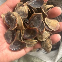 Nacre naturelle coquille de mer polie fournisseur coquille de perle naturelle coquille d'huître nacre coquille d'ormeau