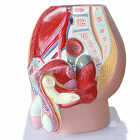 Modèle de section sagittale de la cavité pelvienne masculine, modèle du système urinaire des organes internes et externes