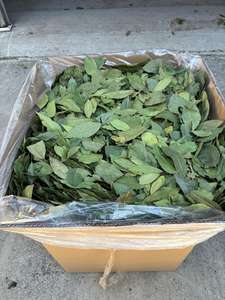 Feuille de laurier semi-sélectionnée turque 5-10cm boîte emballée feuilles de laurier de mer vert vif naturel de haute qualité séché brut AD mélangé exportation - Product Image 5