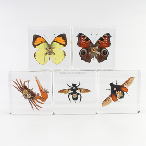 Taxidermia insectos reales punk <span class=keywords><strong>Gear</strong></span> accesorios de <span class=keywords><strong>metal</strong></span> decoración insecto escarabajo colección resina acrílica incrustación pisapapeles - Product Image 1