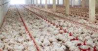 Buveur suspendu Buveur automatique de poulet Buveur de mamelon en métal Système d'abreuvement de volaille