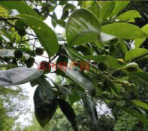 <span class=keywords><strong>Shan</strong></span> you Gan seco Acronychia pedunculata pedunculate natural hoja de tallo de madera de acronychia para hierba - Product Image 5