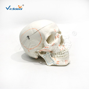 Modèle de crâne avec marques d'origine et d'insertion musculaires ; structure squelettique humaine. - Product Image 1