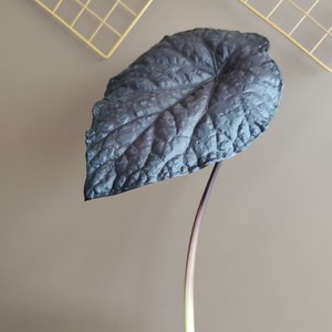 Venta al por mayor de ramas de Caladium artificial, hojas grandes variegadas y <span class=keywords><strong>negras</strong></span> mate, follaje artificial para suministros florales a granel - Product Image 4